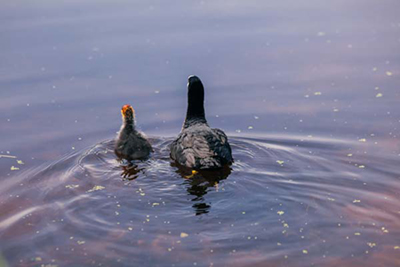 Natuur